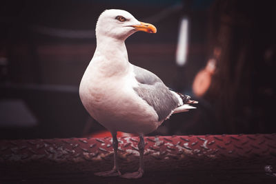 Close-up of seagull perching on wall