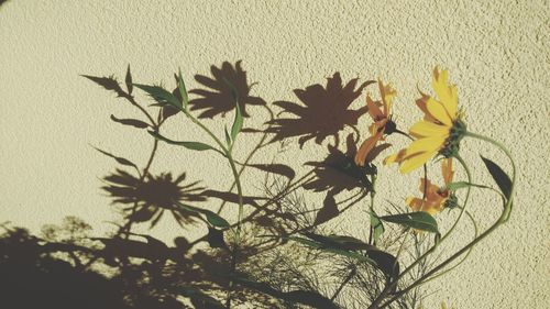 Close-up of yellow flowers against blurred background