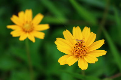 Close-up of bee on yellow cosmos flower