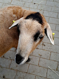 High angle view of a sheep on footpath