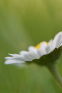 Close-up of white flowering plant