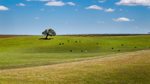 Sheep grazing on field against sky