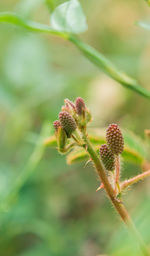 Close-up of plant