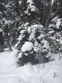 Close-up of snow covered tree