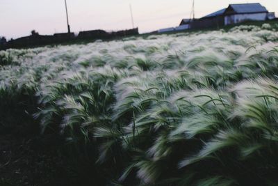 Close-up of fresh plants in field against sky