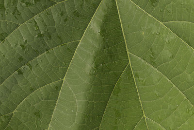 Macro shot of leaf