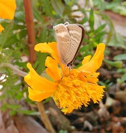 Close-up of butterfly on yellow flower