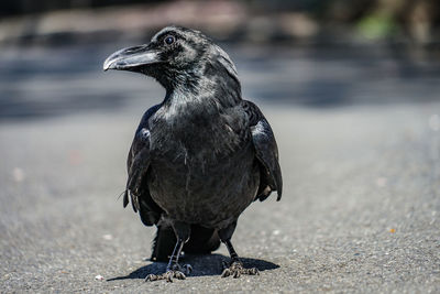 Close-up of bird
