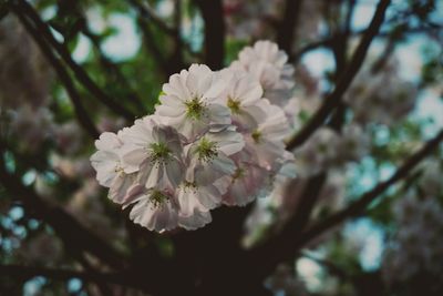 Close-up of apple blossoms in spring