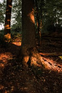 Trees in forest