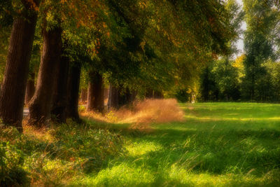 Trees growing in forest