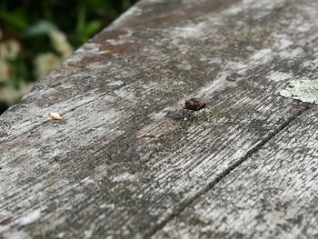 Close-up of fly on wood