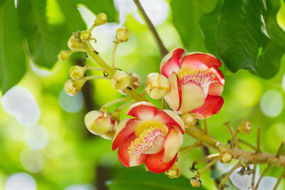 Close-up of red flowering plant