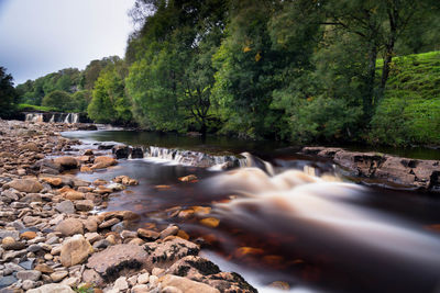 Scenic view of river by trees