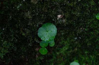 High angle view of wet leaves on field