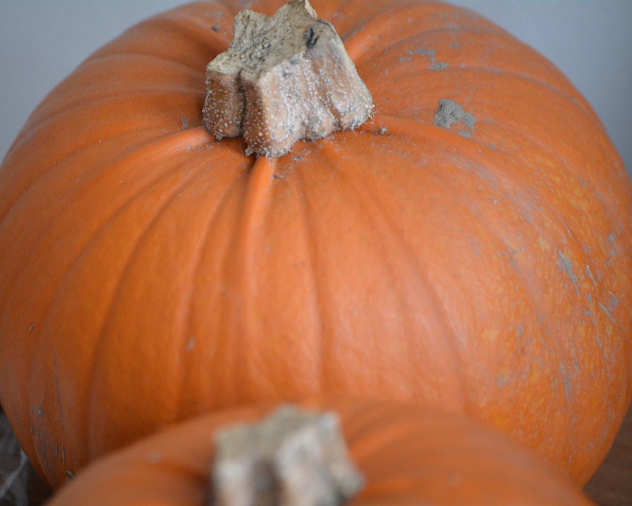 CLOSE-UP OF PUMPKIN ON PERSON