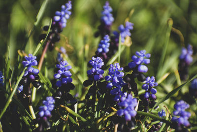 Close-up of purple flowering plants