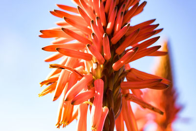 Close-up of orange flower against clear sky