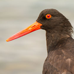 Close-up of bird