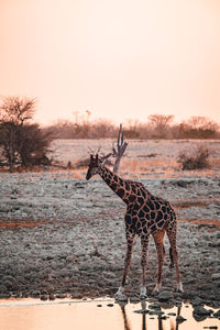 A giraffe drinking at a watering hole in etosha national park in namibia at sunset 