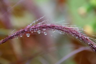 Close-up of wet spider web on plant