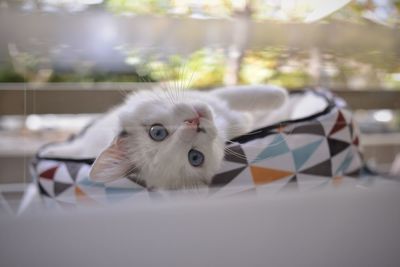 Close-up portrait of a cat