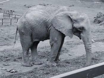 Elephant standing on field