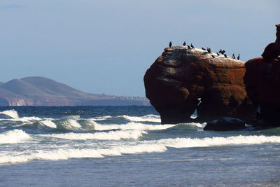 Low angle view of birds perching on rock amidst sea