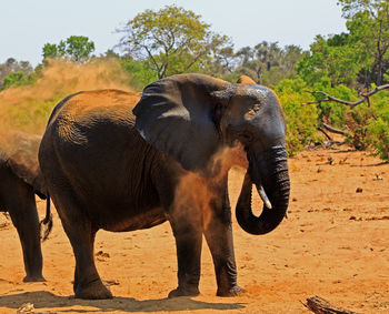 Close-up of elephant on field