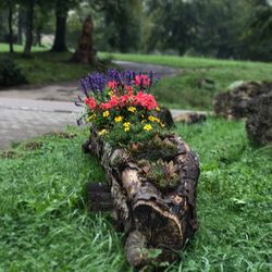 Close-up of flower growing on tree trunk in field