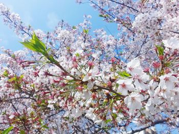 Low angle view of cherry blossom tree against sky