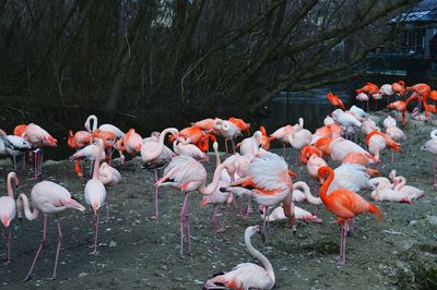 Flock of birds by lake