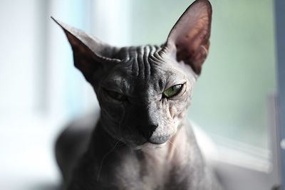 Close-up portrait of sphynx hairless cat