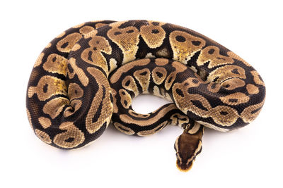 Close-up of a lizard on white background