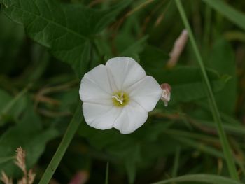 Close-up of white flowers