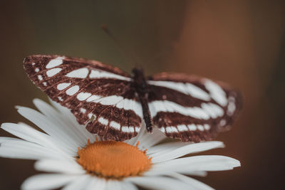 Close-up of butterfly pollinating on flower