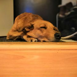 Dog sleeping on floor