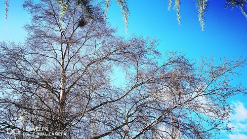 Low angle view of tree against sky