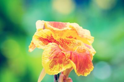 Close-up of yellow flower against blurred background