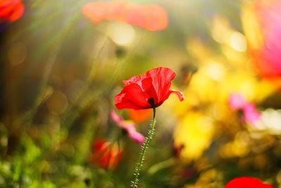 Close-up of red flowering plant