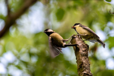 Low angle view of bird perching on branch