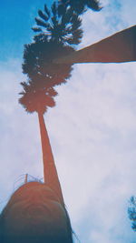 Low angle view of palm tree against sky