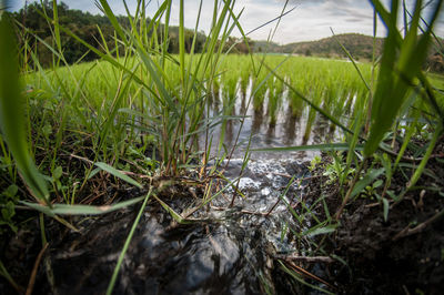 Grass growing in water