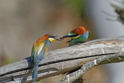 Bird perching on a branch