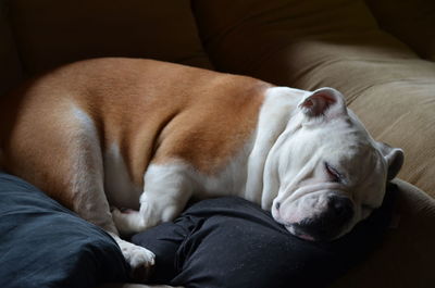 Bulldog sleeping on sofa