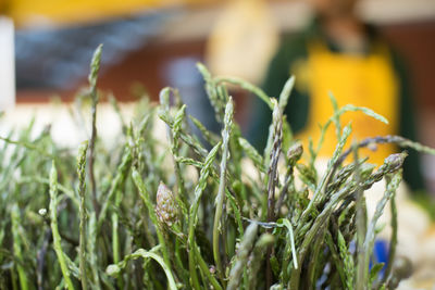 Close-up of plants growing on field