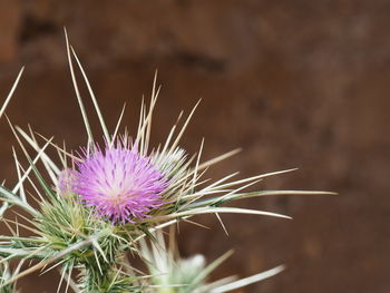 Close-up of thistle flower