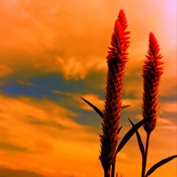 Close-up of silhouette plant against romantic sky at sunset