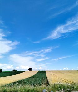 Scenic view of agricultural field against blue sky