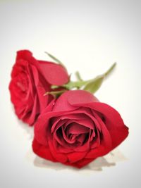 Close-up of red rose against white background